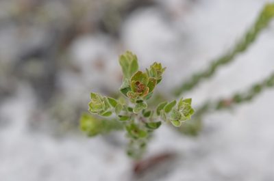 Lechea cernua, photographed by brycelee