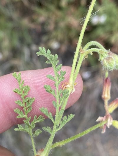 Pelargonium tragacanthoides, photographed by Dave U