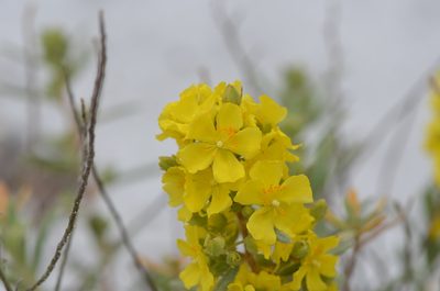 Crocanthemum nashii, photographed by brycelee