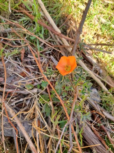 Sphaeralcea rusbyi, photographed by Sean Krieg