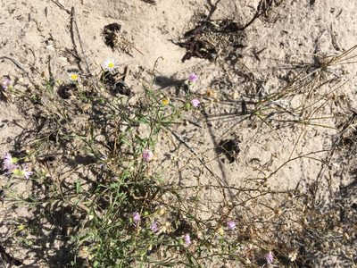 Erigeron bellidiastrum, photographed by Emily Geest