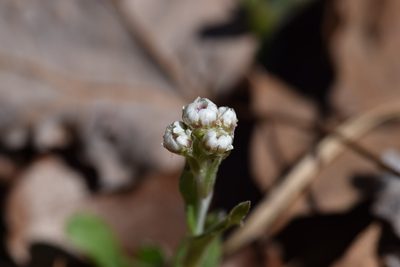 Antennaria parlinii, photographed by Blake Bringhurst