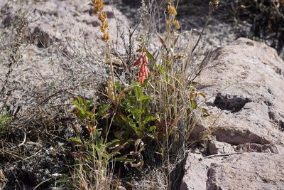 Penstemon eatonii, photographed by Sean Krieg