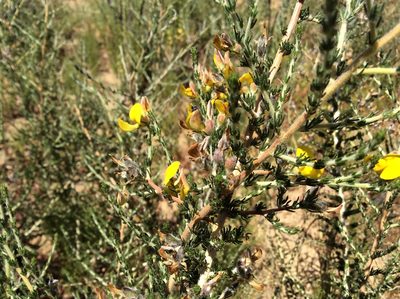 Aspalathus desertorum, photographed by James Deacon