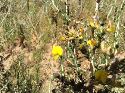 Aspalathus desertorum, photographed by James Deacon