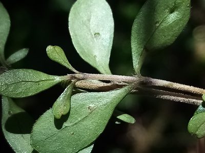 Coprosma pedicellata, photographed by Joe Potter Butler