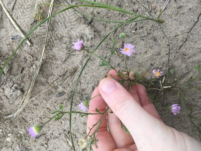 Erigeron bellidiastrum, photographed by Emily Geest