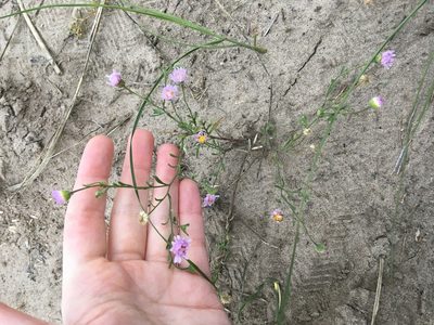 Erigeron bellidiastrum, photographed by Emily Geest