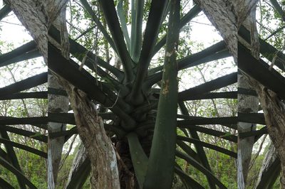 Agave vivipara