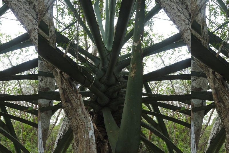 Agave vivipara, photographed by Sebastián de Jesús Herrera Buenfil