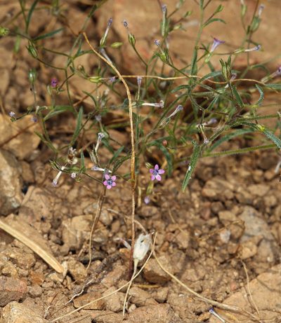 Navarretia linearifolia, photographed by Steve Matson
