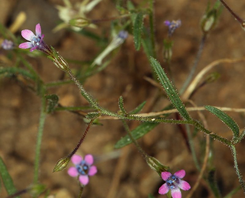 Navarretia linearifolia, photographed by Steve Matson