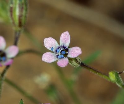 Navarretia linearifolia, photographed by Steve Matson