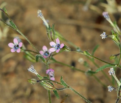 Navarretia linearifolia, photographed by Steve Matson