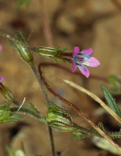 Navarretia linearifolia, photographed by Steve Matson