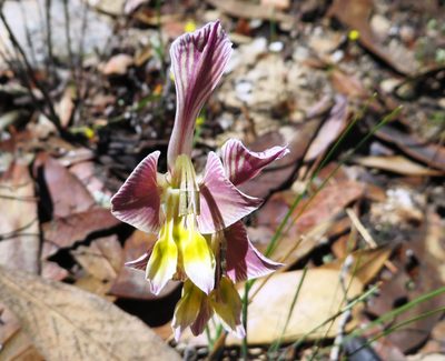 Gladiolus virescens, photographed by linkie