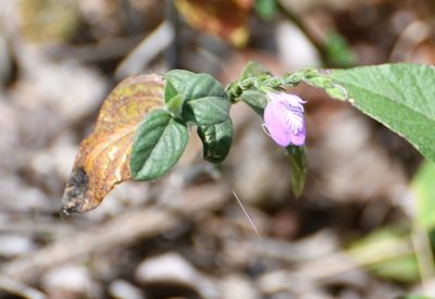 Dianthera breviflora, photographed by Neptalí Ramírez Marcial