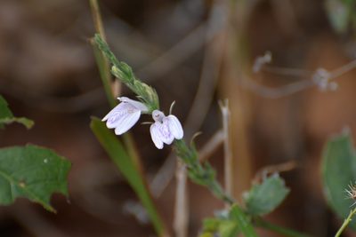 Dianthera breviflora, photographed by Neptalí Ramírez Marcial