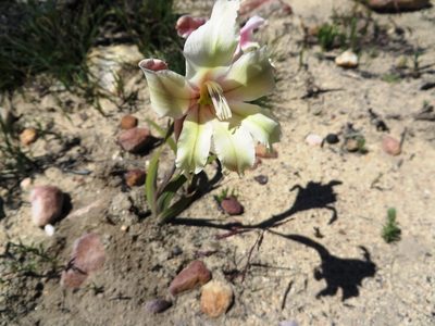 Gladiolus grandiflorus, photographed by linkie
