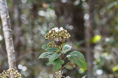 Ageratina pichinchensis, photographed by Neptalí Ramírez Marcial