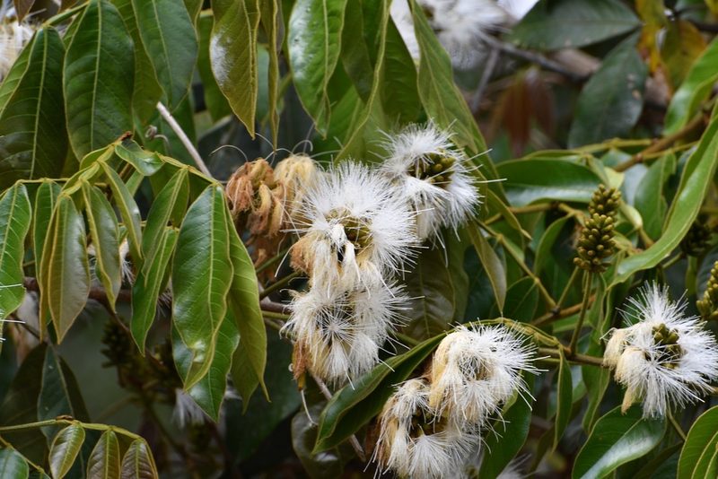 Inga chiapensis, photographed by Neptalí Ramírez Marcial