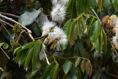 Inga chiapensis, photographed by Neptalí Ramírez Marcial