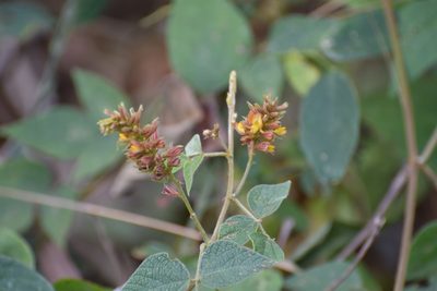 Rhynchosia longeracemosa, photographed by Neptalí Ramírez Marcial