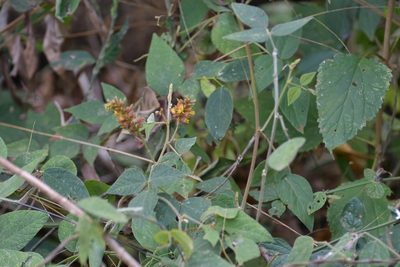 Rhynchosia longeracemosa, photographed by Neptalí Ramírez Marcial