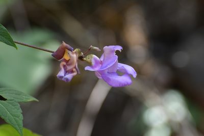 Sigmoidotropis speciosa, photographed by Neptalí Ramírez Marcial