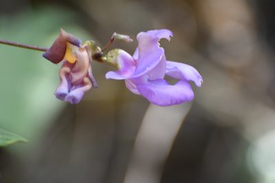 Sigmoidotropis speciosa, photographed by Neptalí Ramírez Marcial
