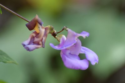 Sigmoidotropis speciosa, photographed by Neptalí Ramírez Marcial