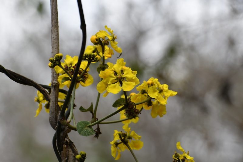 Stigmaphyllon dichotomum, photographed by Neptalí Ramírez Marcial