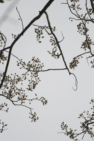Robinsonella glabrifolia, photographed by Neptalí Ramírez Marcial