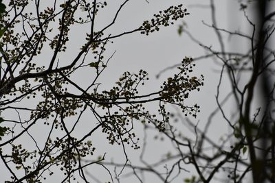 Robinsonella glabrifolia, photographed by Neptalí Ramírez Marcial