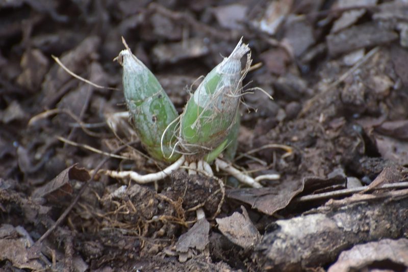 Clowesia russelliana, photographed by Neptalí Ramírez Marcial