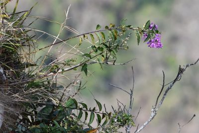 Asemeia floribunda, photographed by Neptalí Ramírez Marcial