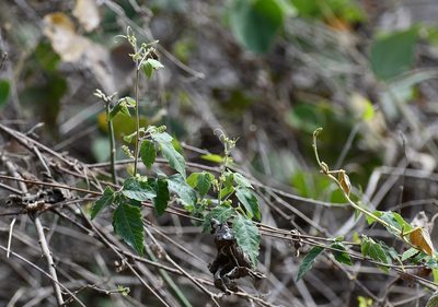 Urvillea ulmacea, photographed by Neptalí Ramírez Marcial