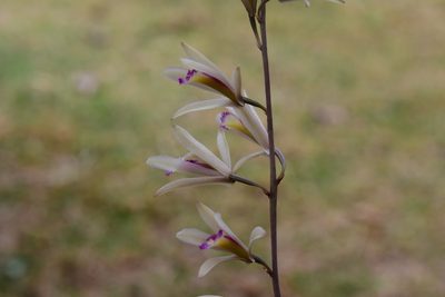 Bletia parkinsonii, photographed by Neptalí Ramírez Marcial
