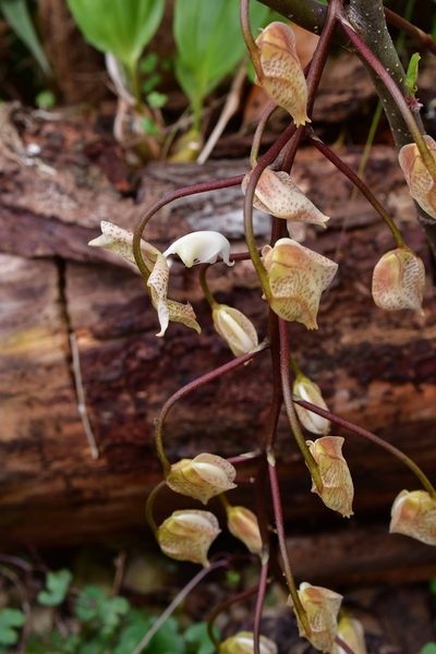 Gongora truncata, photographed by Neptalí Ramírez Marcial