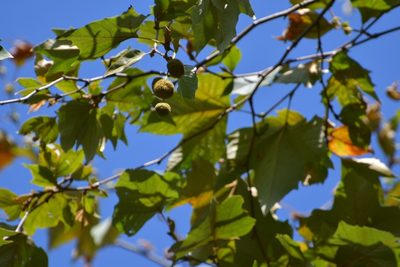 Platanus mexicana, photographed by Neptalí Ramírez Marcial