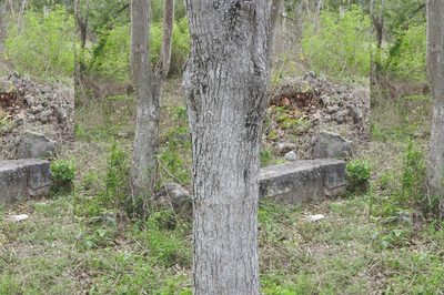 Cedrela odorata, photographed by Sebastián de Jesús Herrera Buenfil