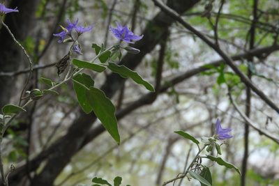 Solanum houstonii, photographed by Sebastián de Jesús Herrera Buenfil