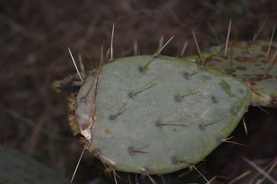 Opuntia orbiculata, photographed by Michelle W. （鍾偉瑋）