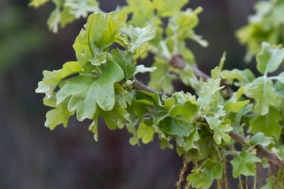 Quercus similis, photographed by Terry Woodward