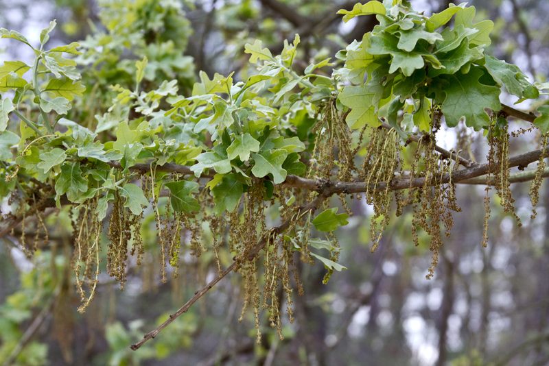 Quercus similis, photographed by Terry Woodward