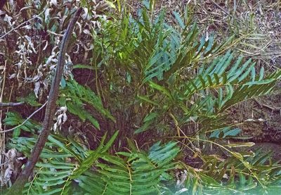 Acrostichum speciosum, photographed by Tony Eales