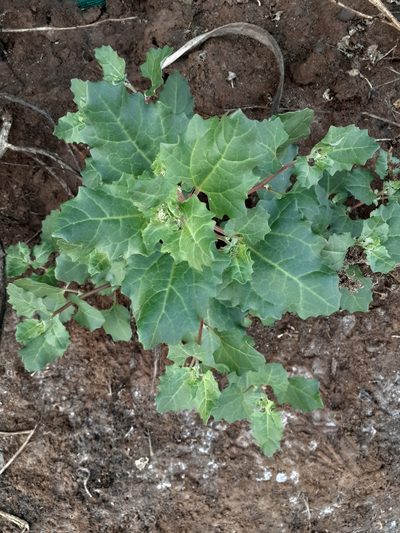 Chenopodium macrospermum, photographed by Ruth Gutiérrez Oliveros