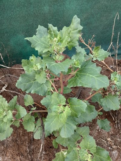 Chenopodium macrospermum, photographed by Ruth Gutiérrez Oliveros