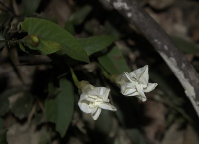 Camonea pilosa, photographed by portioid