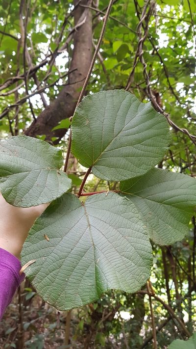 Actinidia chinensis, photographed by Sofia Zvolanek
